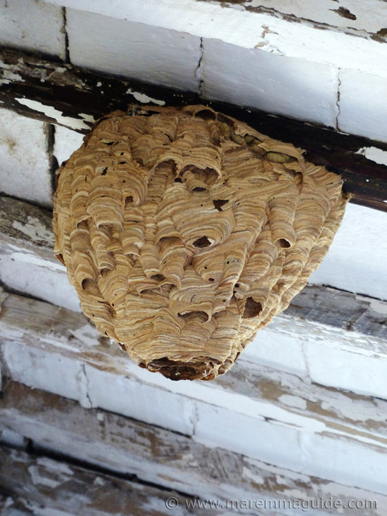Wasp Nest In Old Tuscany Farmhouse Wasp Nest In Old Tuscany Farmhouse