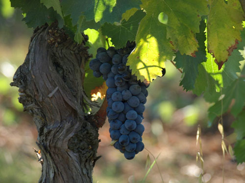 Vineyards In Italy. Italian Vineyards and Wineries