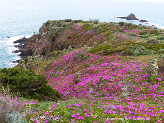 http://www.maremmaguide.com/image-files/parco_di_punta_falcone_550.jpg