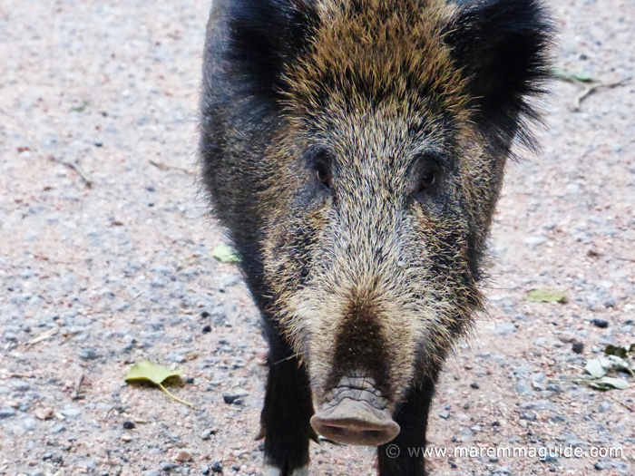 Strange Animal Facts For Kids Some Will Make You Cringe