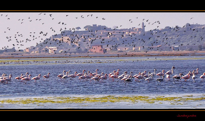 Flamingos in der Maremma Toskana
