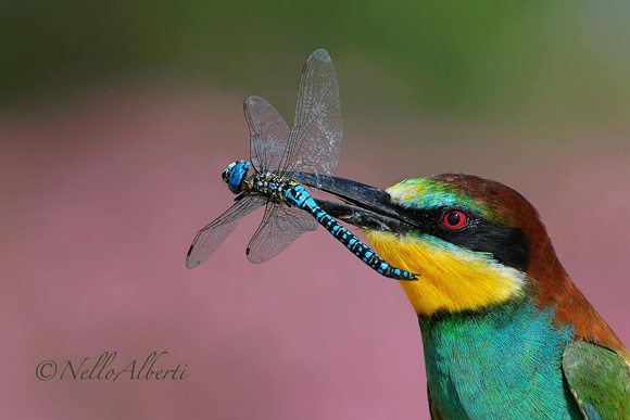  Aves en Italia: abejaruco europeo con una libélula en el pico.