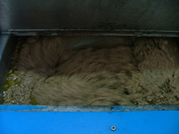 the olive paste during the cold press method of extraction
