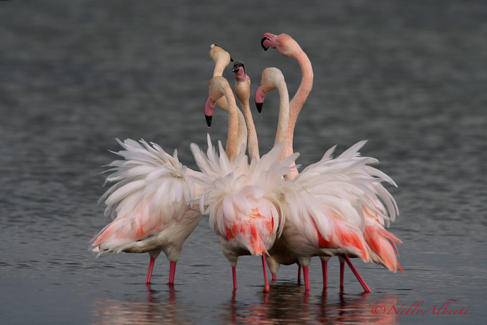 イタリアの動物:OrbetelloラグーンのMaremmaのフラミンゴ