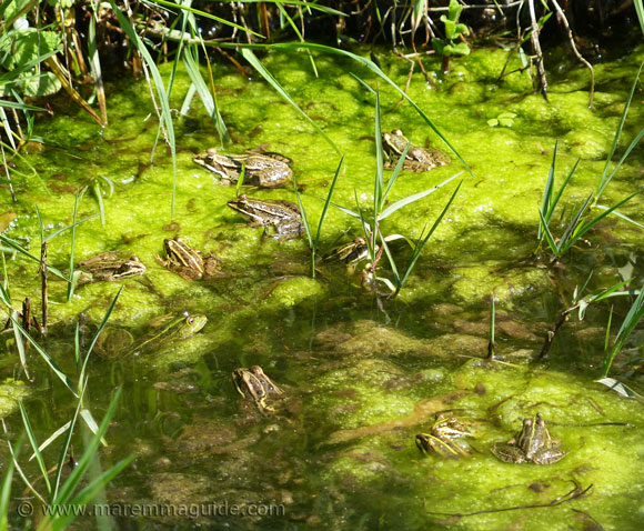 Ranas en Toscana Italia en primavera