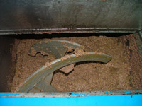 Cold press extraction of olive oil: the molitura