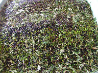 Olives from Maremma, Tuscany