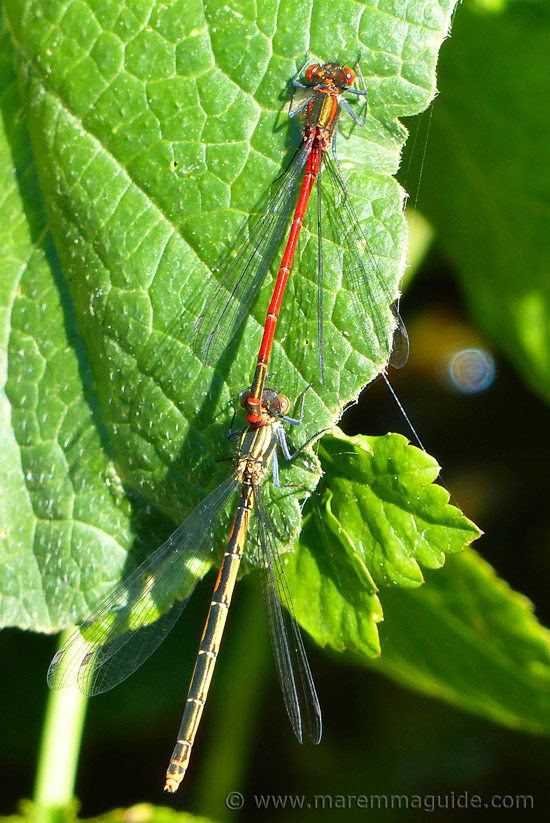 insekter i Italien: Damselflies på våren