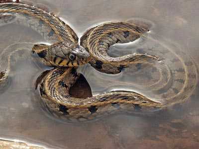 The Italian Town that Welcomes Spring with Live Snakes - Atlas Obscura