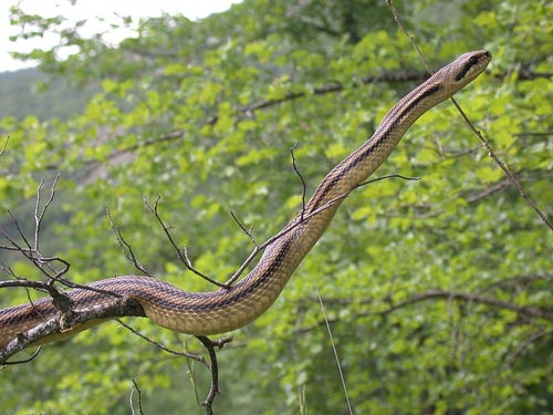 Winning With The Slow (But Venomous!) Italian