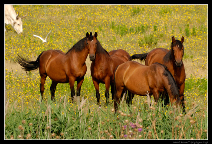 Maremmano hästar i Maremma Italien.