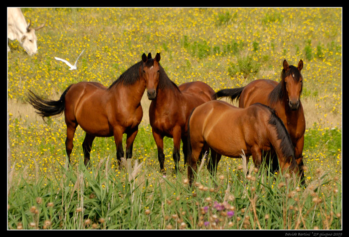 Maremmano caballos en Maremma Italia.