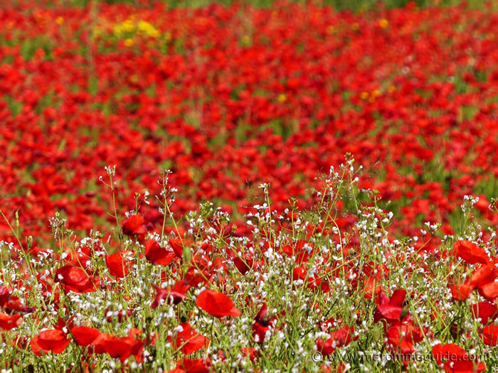 The Best Time To See Flowers In Tuscany Italy