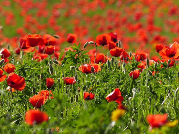 The best time to see flowers in Tuscany Italy