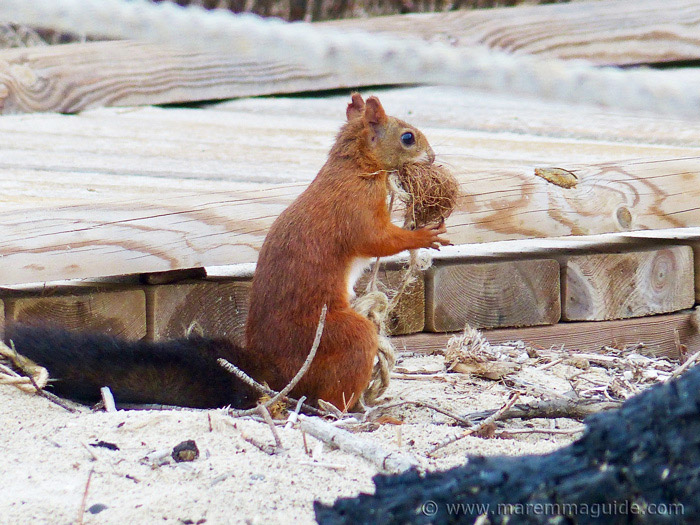 veverka Červená-Sciurus vulgaris-sbírání podestýlky pro jeho drey na pláži Maremma