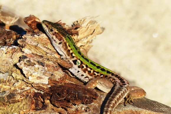  Hüllők Olaszországban: lucertole lizard sunabthing egy Maremma strandon