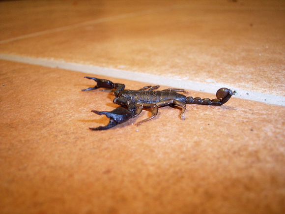 Scorpions v Itálii: italský scorpion Euscorpius italicus