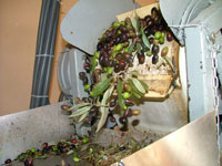 Separating the olives from leaves for cold press extraction