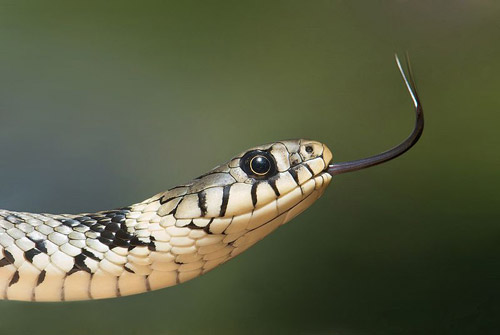Snakes in Italy. Animals in Italy: Serpente in Italia