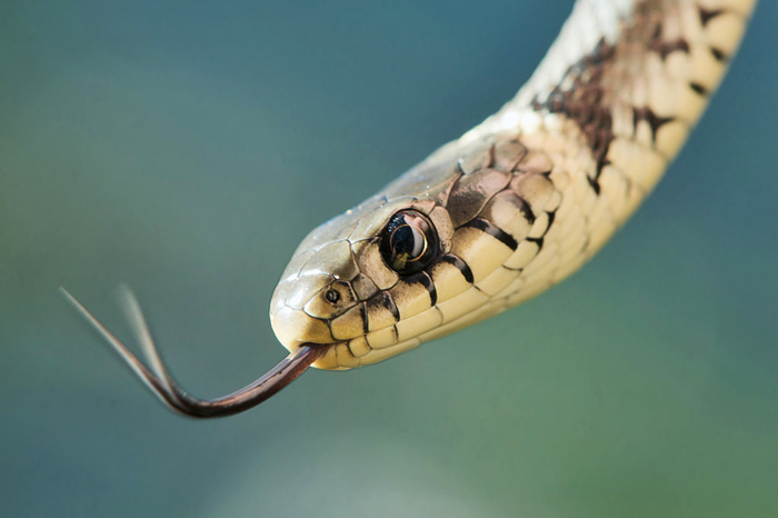 kígyók Olaszországban: Olasz kígyó Biscia dal collare - Európai fű kígyó