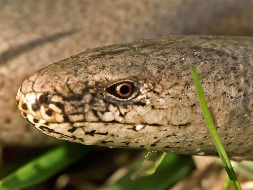 Il serpente tuttofare, Running Snake in Italian