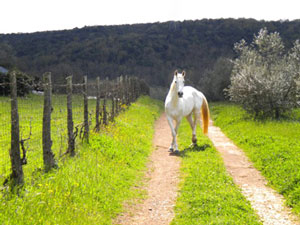 Farmhouses in Maremma with pool and horses
