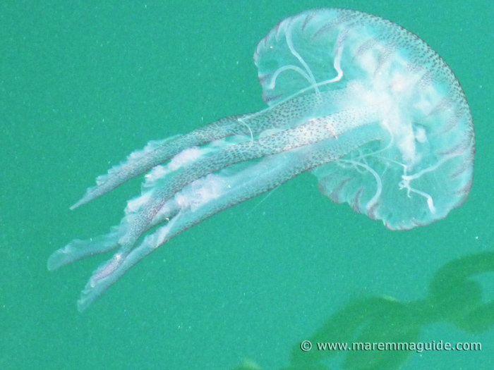  La fauna della Toscana: meduse.