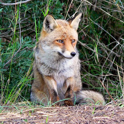  Italie la faune: Volpe 