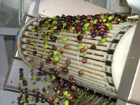 The frangitura for separating the flesh of the olives from the stones