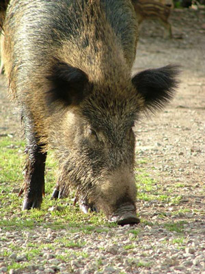Wild boar, facts and information
