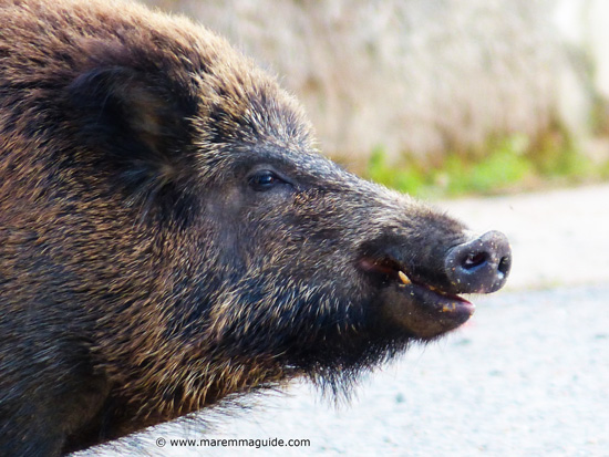 Wild boar, facts and information