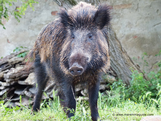 Wild boar, facts and information