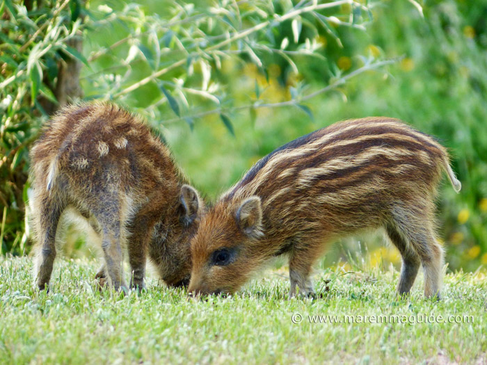 Wild Boar - Facts, Diet, Habitat & Pictures on