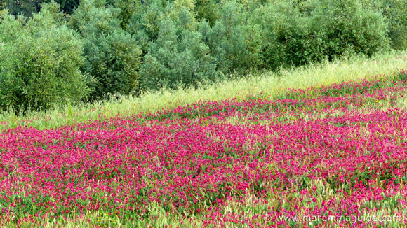 The Best Time To See Flowers In Tuscany Italy Italian Wild Flowers Blooming In Tuscany Italy May