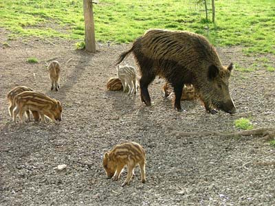 Wildschweine: Weibchen und Ferkelsounder in der Maremma Italien