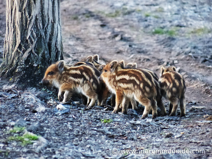 Wildlife in Italy: Animals in Maremma Tuscany & Lazio