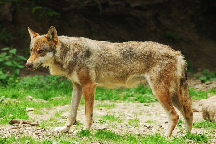  Loups en Toscane.