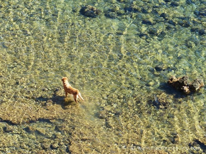 Dog beaches in Tuscany Italy