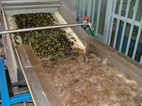 Washing the olives before the cold press extraction